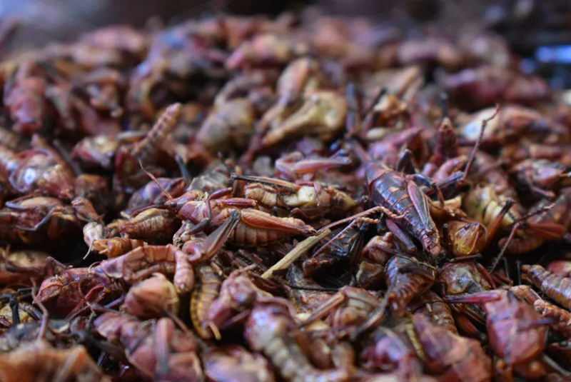 Comida mexicana como idea de negocios